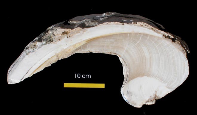 Slice of fossil clam © ARC Centre of Excellence Coral Reef Studies http://www.coralcoe.org.au/